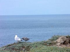 156 BELLE ILE EN MER BANGOR_000022